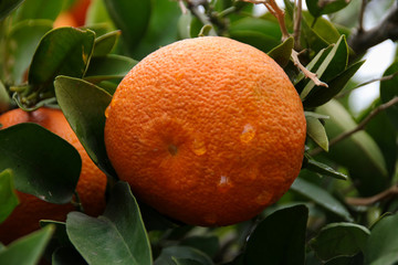 Mandarin citrus fruit on the tree on plantation in Cyprus, Tangerine