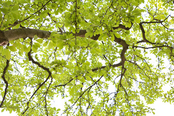A Tree in a Park in Phildelphia