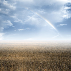 autumn fields