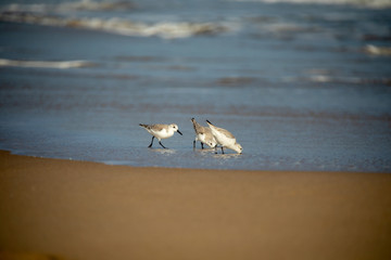 Plover birds in the water