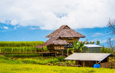 Fototapeta na wymiar Rice paddies on high 20