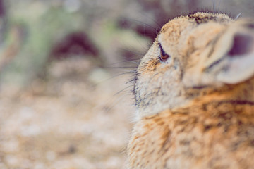 大久野島のうさぎ・ねむい！