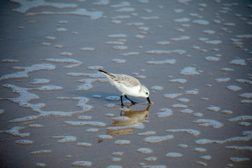 Plover birds in the water
