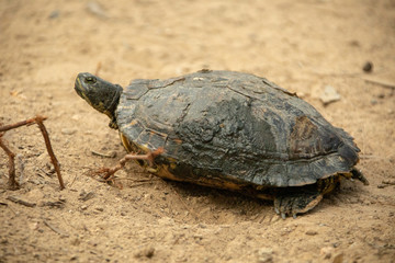 Turtle on the ground