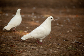Pigeons sitting on ground