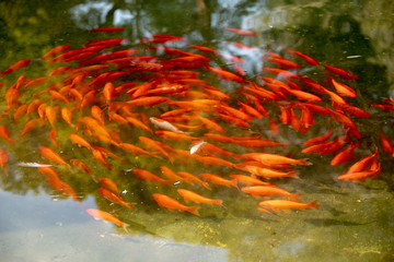 Naklejka na ściany i meble Red fish in pond