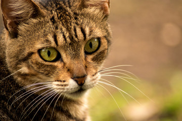 Dash the Cat