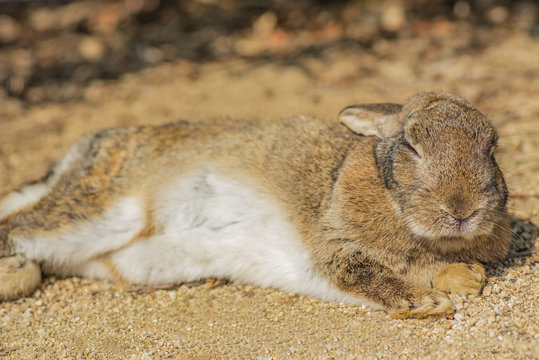 12 Best 野良うさぎ Images Stock Photos Vectors Adobe Stock