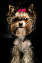 Biewer Yorkshire Terrier