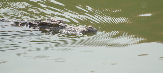 Fototapeta premium The Relax of mugger crocodile. Huge Alligator.