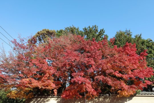 Autumn In Tofuku Ji Temple In Kyoto