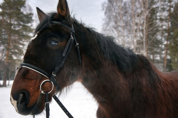 Dark brown horse in the snow field. Beautiful animal portrait