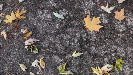 Leaves of fall