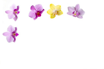 Fototapeta na wymiar White background framed with purple and yellow orchid flowers