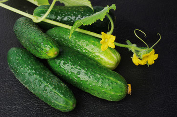 Green cucumbers, flowers and leaves on a dark