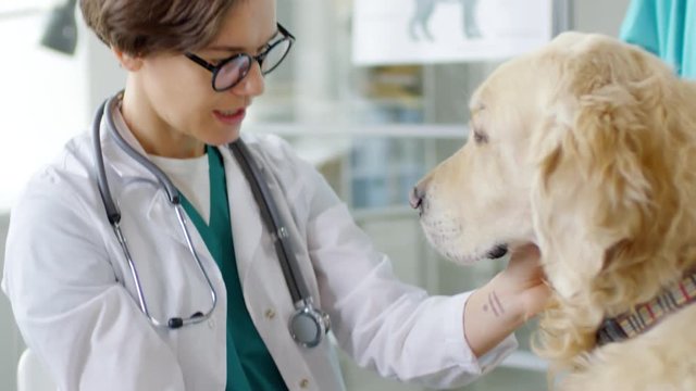 Sequence of videos with male and female veterinarians examining Golden retriever in vet clinic