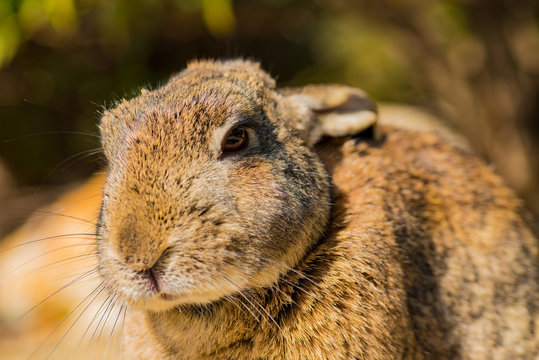 12 Best 野良うさぎ Images Stock Photos Vectors Adobe Stock