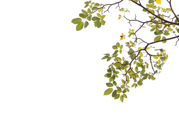Green leaf and branches on white background
