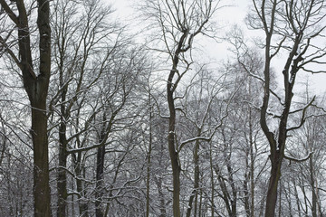 Snow covered trees in winter forest.