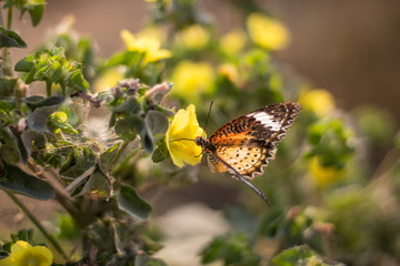 Butterflies are sucking nectar from yellow flowers