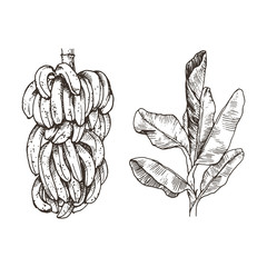 Vector Illustration of palm tree and banana fruit sketch for design, website, background, banner. Hand Drawing floral on beach. Travel and vacation ink element template. Isolated on white