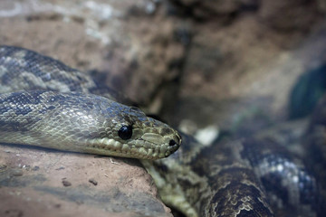 Pantherophis obsoletus (also known as the western rat snake) on the stone.