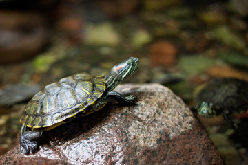 The pond slider turtle (Trachemys scripta) on the stone.