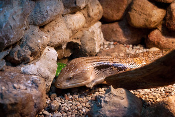 Indonesian blue-tongued skink (Tiliqua gigas) among the stones.