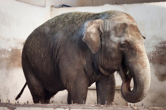 Big Old Asian Elephant At The Zoo Cage.