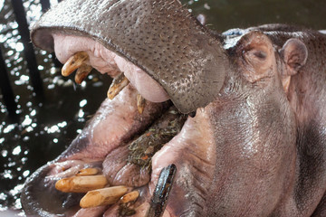 The common hippopotamus (Hippopotamus amphibius) with open mouth in the water.