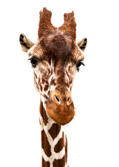 Naklejka premium Portrait of a giraffe, cut out