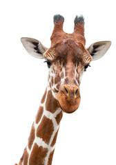 A curious giraffe looks into the camera, cut out - obrazy, fototapety, plakaty