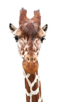 A curious giraffe looks into the camera,close up,  cut out