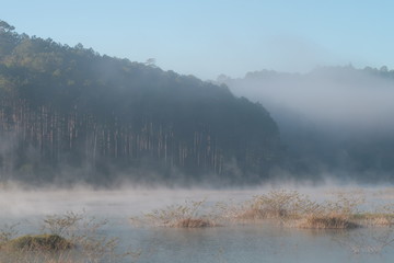 shrubs and pine forest reflection on the lake with dense fog, magic light and blue sky at sunrise