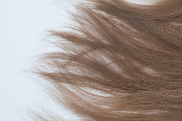Naklejka premium Hair on a white Terry towel.Wet and dry dark brown, blond hair.Clean hair on a towel