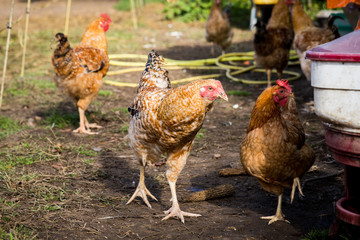 Farm Chickens Roosters