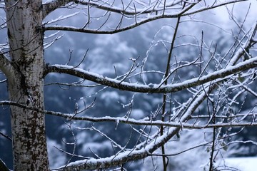 A mist of Snow Covering a Sugar Maple Tree