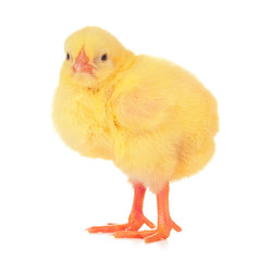 Cute little chicken isolated on white background