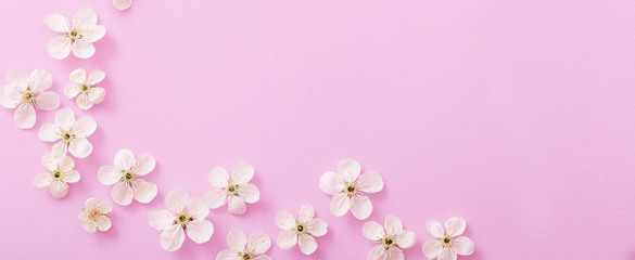 Fototapeta na wymiar cherry flowers on paper background