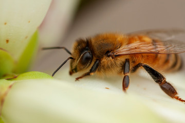  bee on green and white plant