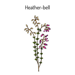Heather-bell Erica cinerea , medicinal, ornamental and honey plant - obrazy, fototapety, plakaty