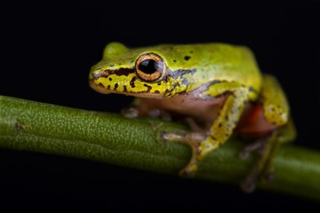 Cinnamon-bellied reed frog (Hyperolius cinnamomeoventris)