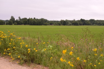 field 