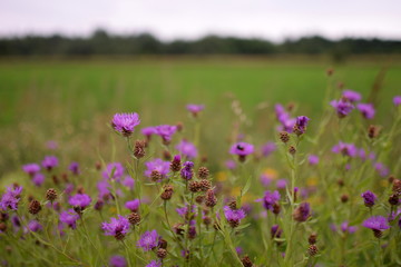 Obraz premium field of pink flowers