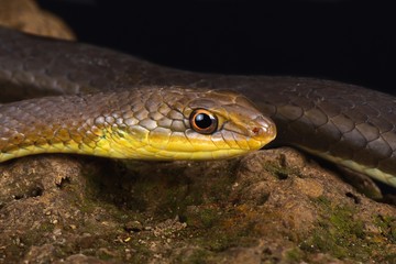 Olive sand snake (Psammophis mossambicus)