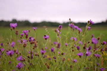 field of pink flowers