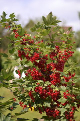 Obraz premium red berries