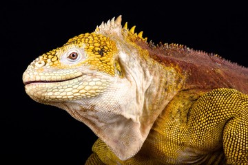 Galapagos land iguana (Conolophus subcristatus)
