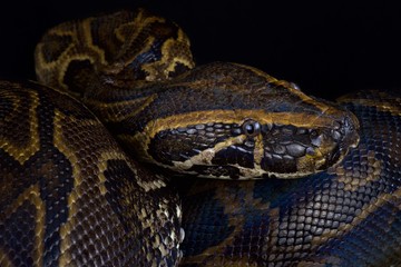 Central African rock python (Python sebae)
