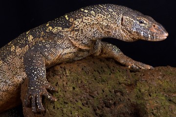Obraz premium Monitor Nilu (Varanus niloticus)